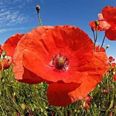 博雅体育app下载官网手机版